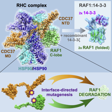 Structure of the RAF1-HSP90-CDC37 complex reveals the basis of RAF1 regulation